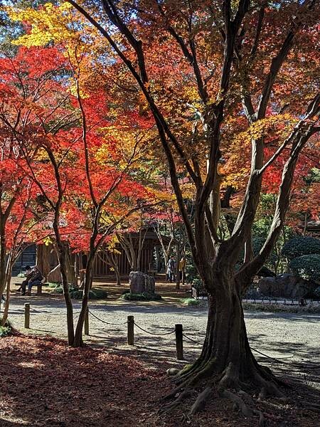 埼玉紅葉-平林寺