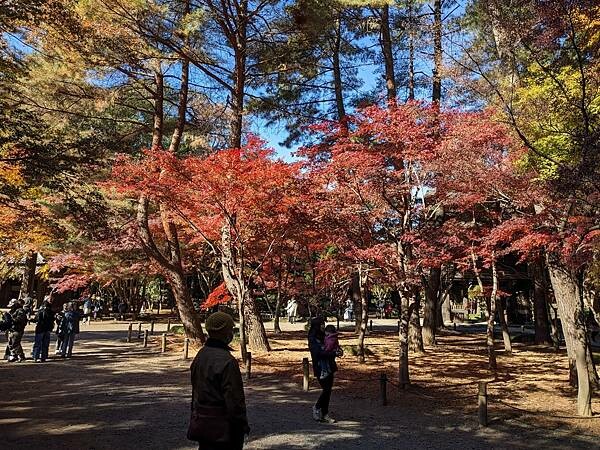 埼玉紅葉-平林寺