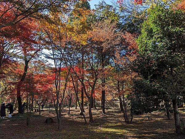 埼玉紅葉-平林寺