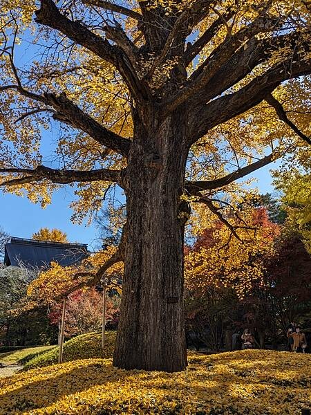 東京紅葉-九品佛淨真寺
