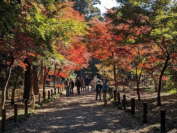 埼玉紅葉-平林寺