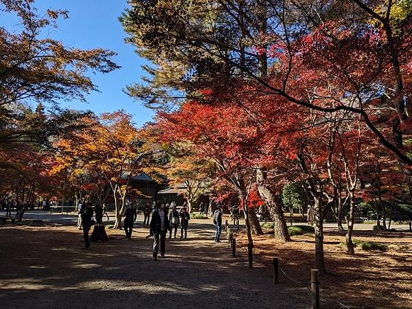 埼玉紅葉-平林寺