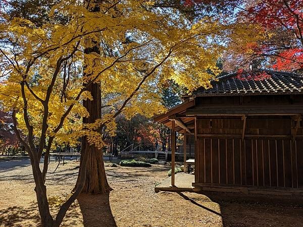埼玉紅葉-平林寺