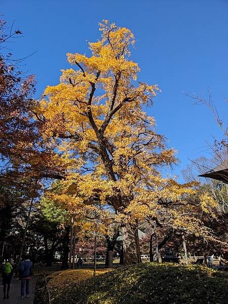 東京紅葉-九品佛淨真寺