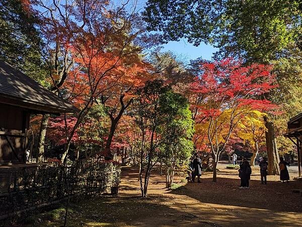 埼玉紅葉-平林寺