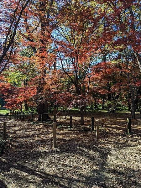 埼玉紅葉-平林寺
