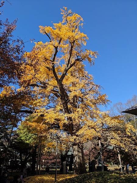 東京紅葉-九品佛淨真寺