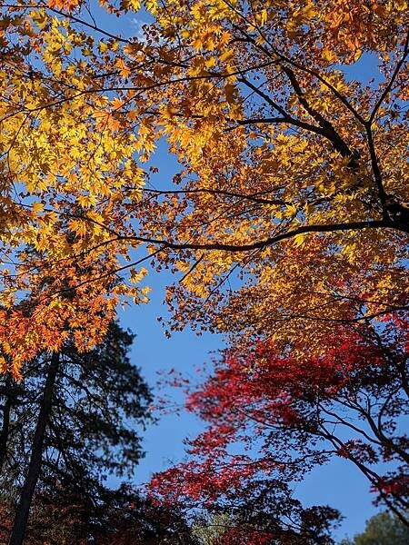 埼玉紅葉-平林寺
