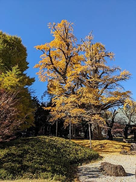 東京紅葉-九品佛淨真寺