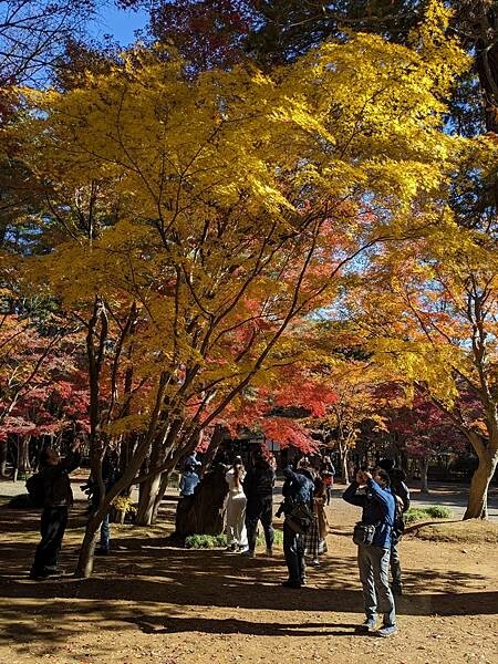 埼玉紅葉-平林寺