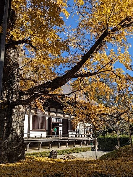 東京紅葉-九品佛淨真寺