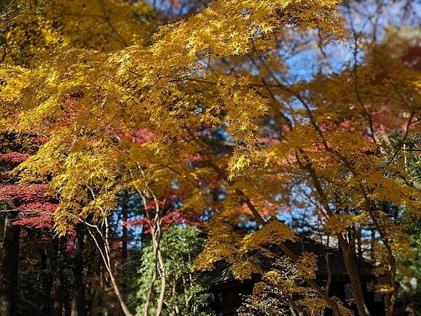 埼玉紅葉-平林寺
