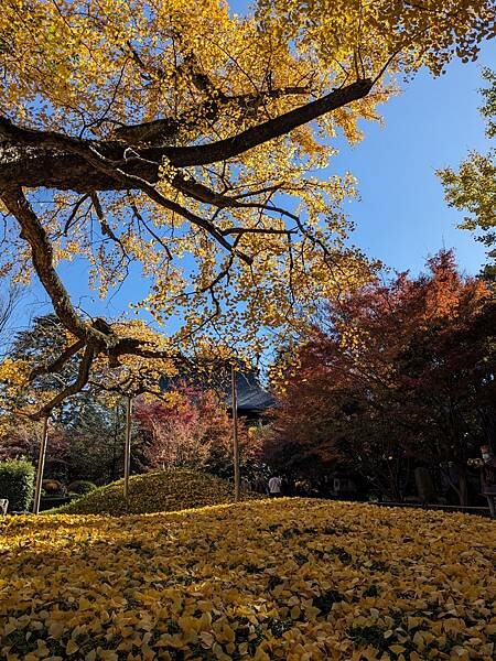 東京紅葉-九品佛淨真寺