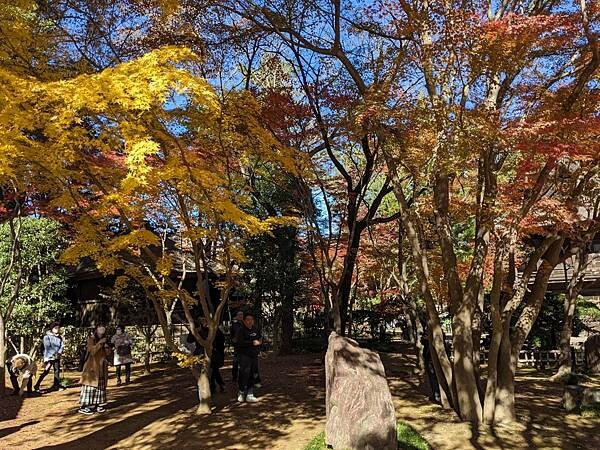埼玉紅葉-平林寺