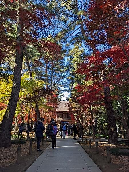 埼玉紅葉-平林寺