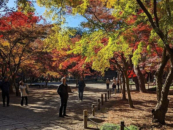 埼玉紅葉-平林寺