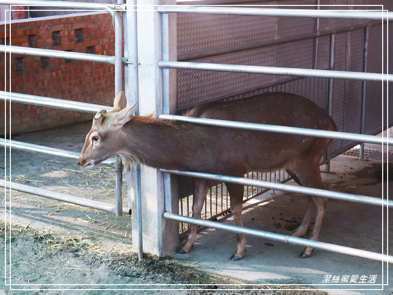 嘉義縣民雄鄉三隻小豬觀光農場-嘉義民雄/少少門票大大玩樂!超多動物x遊樂區xDIY~欲罷不能的童話世界