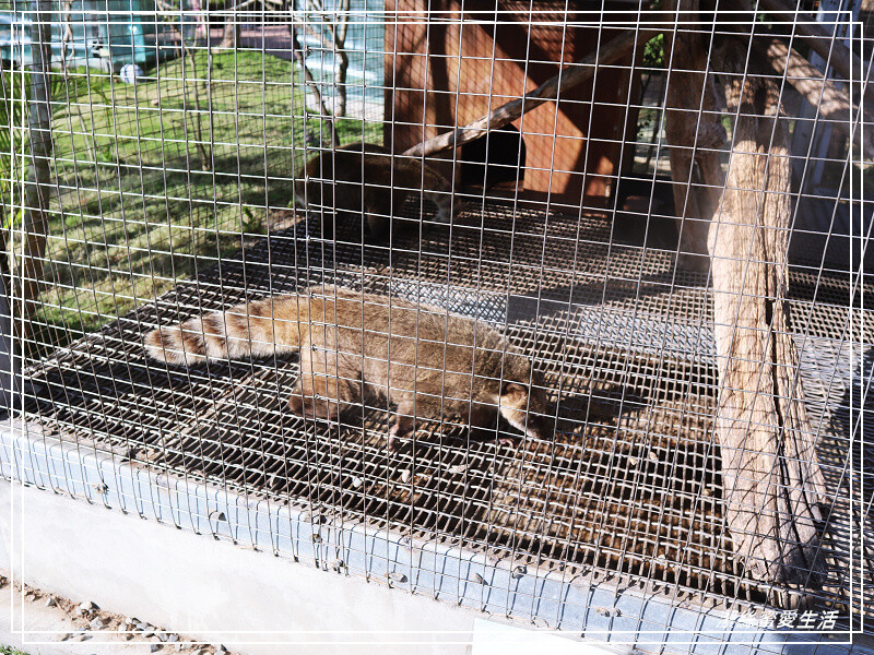 嘉義縣民雄鄉三隻小豬觀光農場-嘉義民雄/少少門票大大玩樂!超多動物x遊樂區xDIY~欲罷不能的童話世界