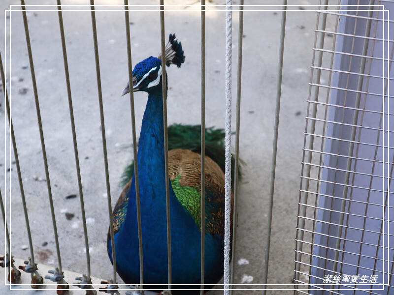 嘉義縣民雄鄉三隻小豬觀光農場-嘉義民雄/少少門票大大玩樂!超多動物x遊樂區xDIY~欲罷不能的童話世界