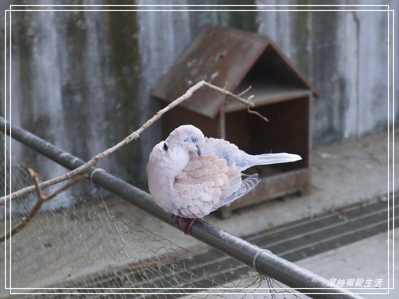 嘉義縣民雄鄉三隻小豬觀光農場-嘉義民雄/少少門票大大玩樂!超多動物x遊樂區xDIY~欲罷不能的童話世界