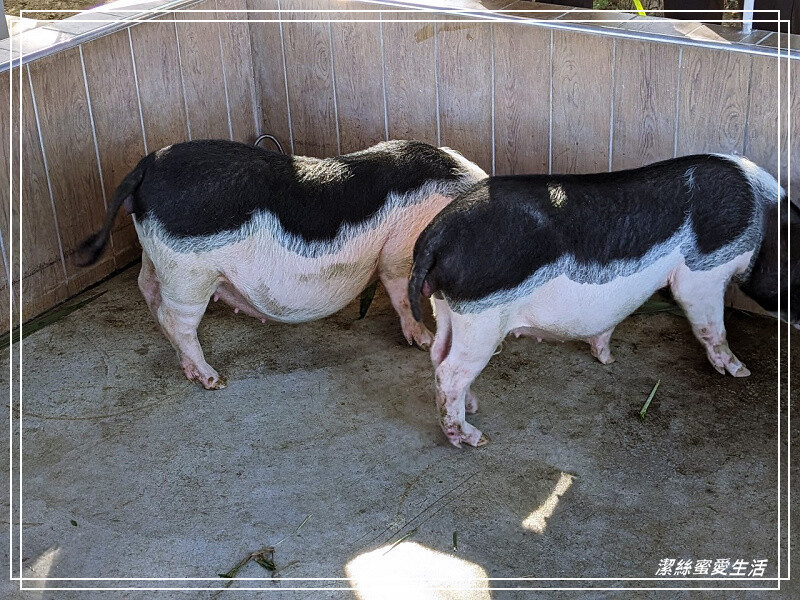 嘉義縣民雄鄉三隻小豬觀光農場-嘉義民雄/少少門票大大玩樂!超多動物x遊樂區xDIY~欲罷不能的童話世界