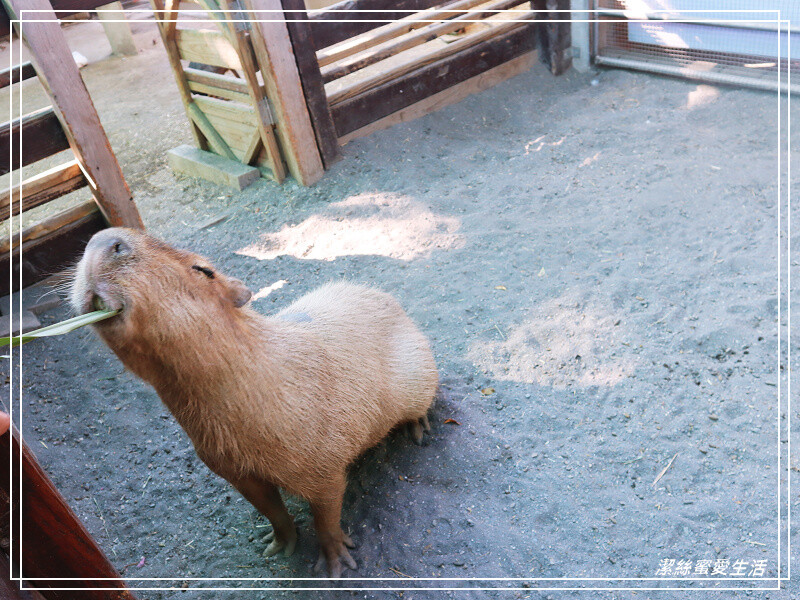 嘉義縣民雄鄉三隻小豬觀光農場-嘉義民雄/少少門票大大玩樂!超多動物x遊樂區xDIY~欲罷不能的童話世界