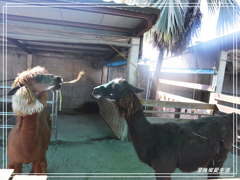 嘉義縣民雄鄉三隻小豬觀光農場-嘉義民雄/少少門票大大玩樂!超多動物x遊樂區xDIY~欲罷不能的童話世界