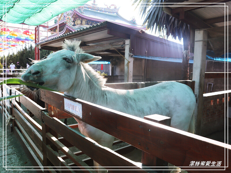 嘉義縣民雄鄉三隻小豬觀光農場-嘉義民雄/少少門票大大玩樂!超多動物x遊樂區xDIY~欲罷不能的童話世界