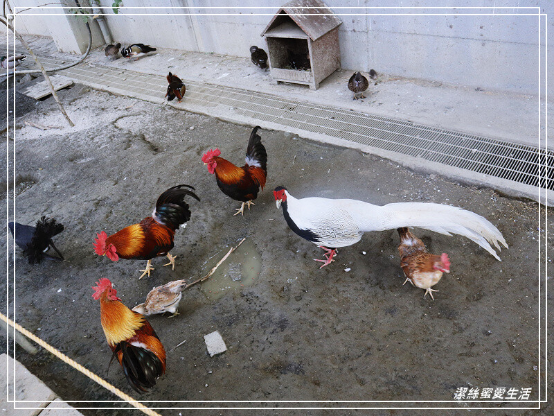 嘉義縣民雄鄉三隻小豬觀光農場-嘉義民雄/少少門票大大玩樂!超多動物x遊樂區xDIY~欲罷不能的童話世界