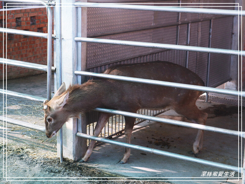 嘉義縣民雄鄉三隻小豬觀光農場-嘉義民雄/少少門票大大玩樂!超多動物x遊樂區xDIY~欲罷不能的童話世界