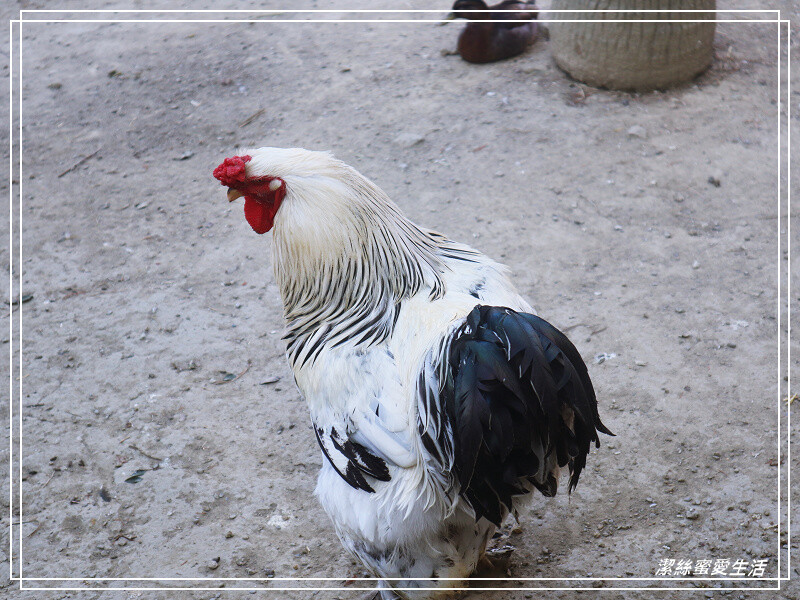 嘉義縣民雄鄉三隻小豬觀光農場-嘉義民雄/少少門票大大玩樂!超多動物x遊樂區xDIY~欲罷不能的童話世界