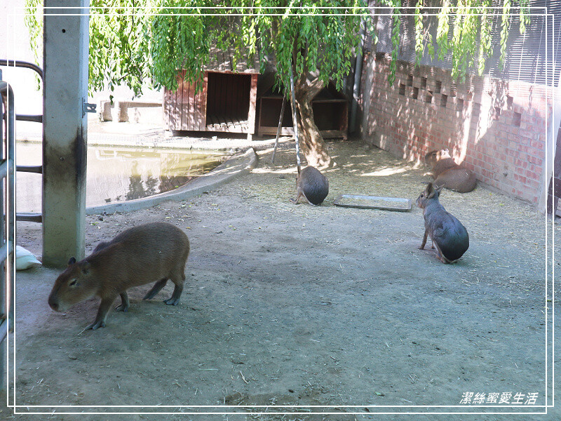嘉義縣民雄鄉三隻小豬觀光農場-嘉義民雄/少少門票大大玩樂!超多動物x遊樂區xDIY~欲罷不能的童話世界