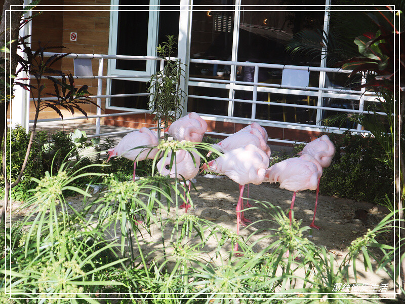 嘉義縣民雄鄉三隻小豬觀光農場-嘉義民雄/少少門票大大玩樂!超多動物x遊樂區xDIY~欲罷不能的童話世界