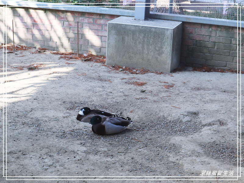 嘉義縣民雄鄉三隻小豬觀光農場-嘉義民雄/少少門票大大玩樂!超多動物x遊樂區xDIY~欲罷不能的童話世界