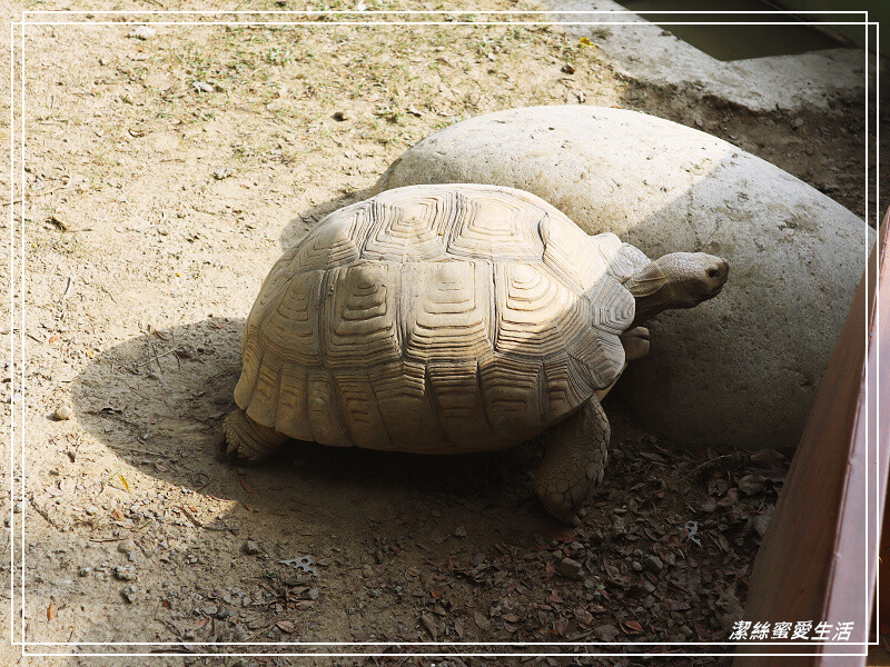 苗栗縣苑裡鎮綠意山莊-苗栗苑裡/住宿遊玩兩相宜~歐日風x童話小屋.好好拍親子景點