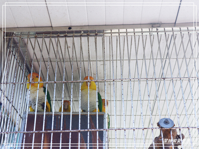 嘉義縣民雄鄉三隻小豬觀光農場-嘉義民雄/少少門票大大玩樂!超多動物x遊樂區xDIY~欲罷不能的童話世界