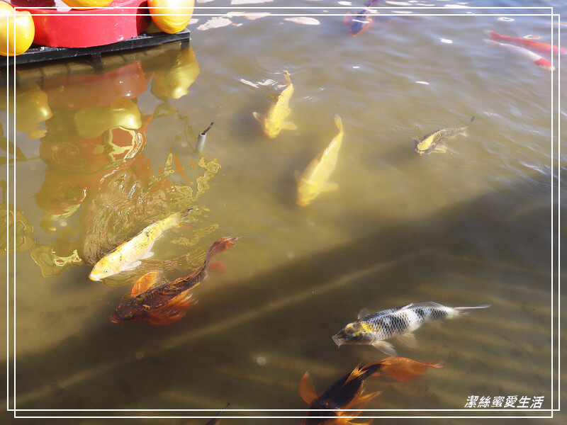 嘉義縣民雄鄉三隻小豬觀光農場-嘉義民雄/少少門票大大玩樂!超多動物x遊樂區xDIY~欲罷不能的童話世界