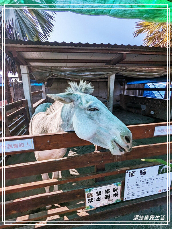 嘉義縣民雄鄉三隻小豬觀光農場-嘉義民雄/少少門票大大玩樂!超多動物x遊樂區xDIY~欲罷不能的童話世界