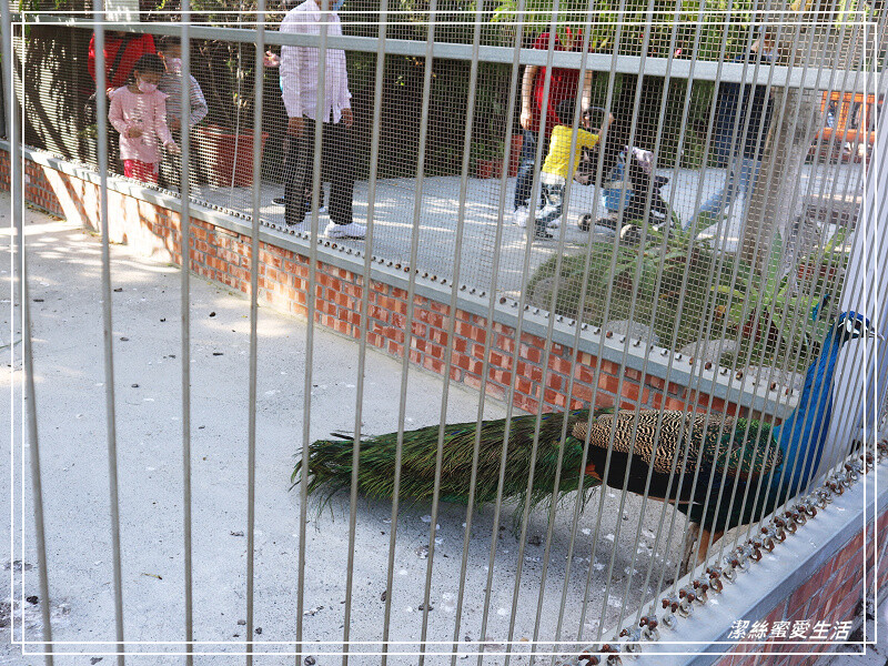 嘉義縣民雄鄉三隻小豬觀光農場-嘉義民雄/少少門票大大玩樂!超多動物x遊樂區xDIY~欲罷不能的童話世界