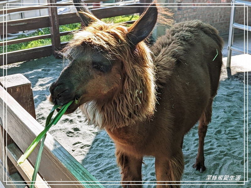 嘉義縣民雄鄉三隻小豬觀光農場-嘉義民雄/少少門票大大玩樂!超多動物x遊樂區xDIY~欲罷不能的童話世界