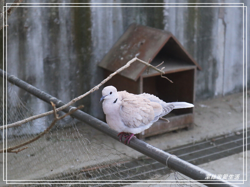 嘉義縣民雄鄉三隻小豬觀光農場-嘉義民雄/少少門票大大玩樂!超多動物x遊樂區xDIY~欲罷不能的童話世界