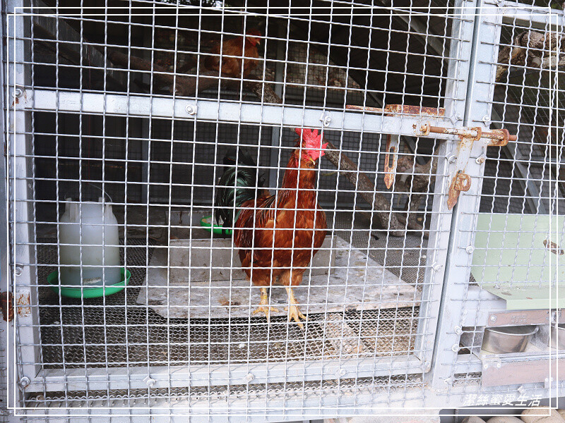 苗栗縣苑裡鎮綠意山莊-苗栗苑裡/住宿遊玩兩相宜~歐日風x童話小屋.好好拍親子景點