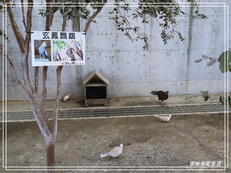 嘉義縣民雄鄉三隻小豬觀光農場-嘉義民雄/少少門票大大玩樂!超多動物x遊樂區xDIY~欲罷不能的童話世界