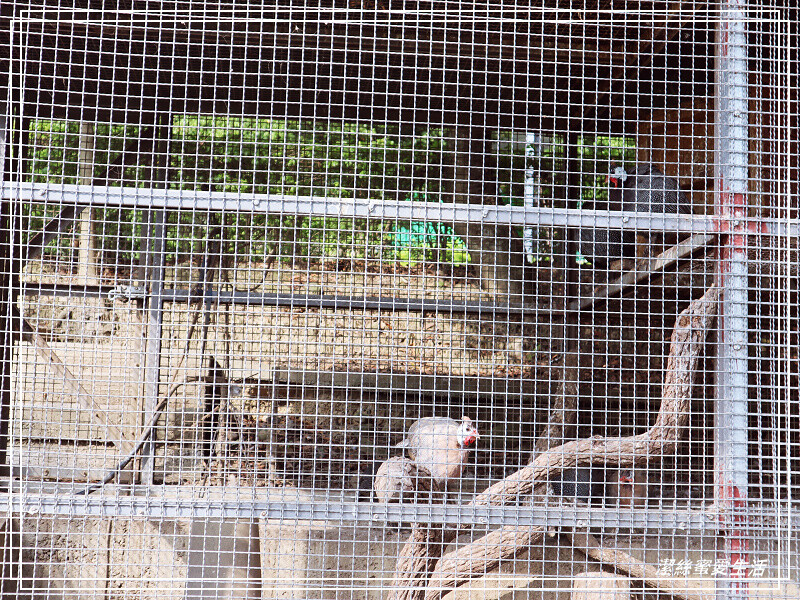 苗栗縣苑裡鎮綠意山莊-苗栗苑裡/住宿遊玩兩相宜~歐日風x童話小屋.好好拍親子景點