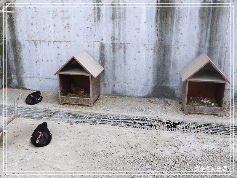 嘉義縣民雄鄉三隻小豬觀光農場-嘉義民雄/少少門票大大玩樂!超多動物x遊樂區xDIY~欲罷不能的童話世界