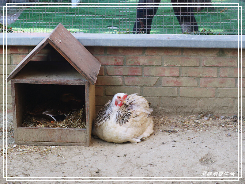 嘉義縣民雄鄉三隻小豬觀光農場-嘉義民雄/少少門票大大玩樂!超多動物x遊樂區xDIY~欲罷不能的童話世界