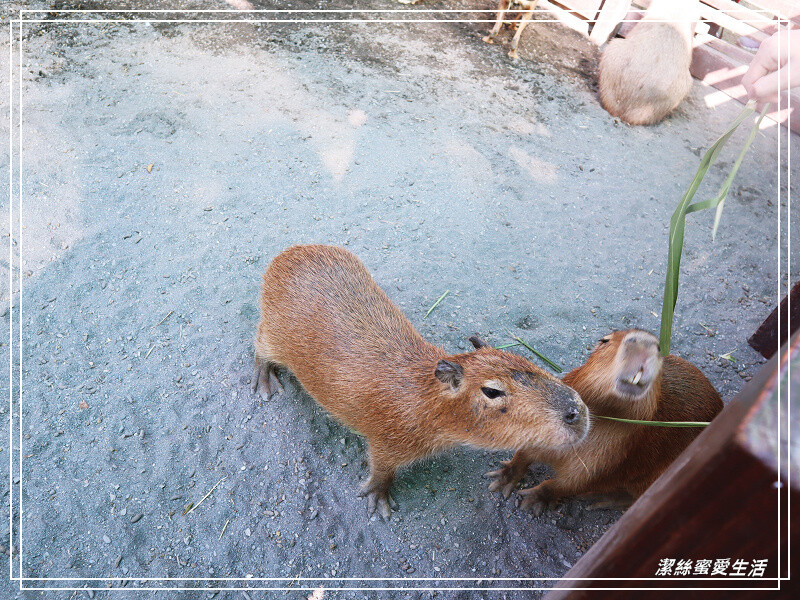 嘉義縣民雄鄉三隻小豬觀光農場-嘉義民雄/少少門票大大玩樂!超多動物x遊樂區xDIY~欲罷不能的童話世界