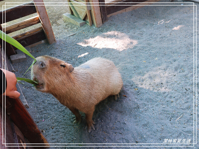 嘉義縣民雄鄉三隻小豬觀光農場-嘉義民雄/少少門票大大玩樂!超多動物x遊樂區xDIY~欲罷不能的童話世界