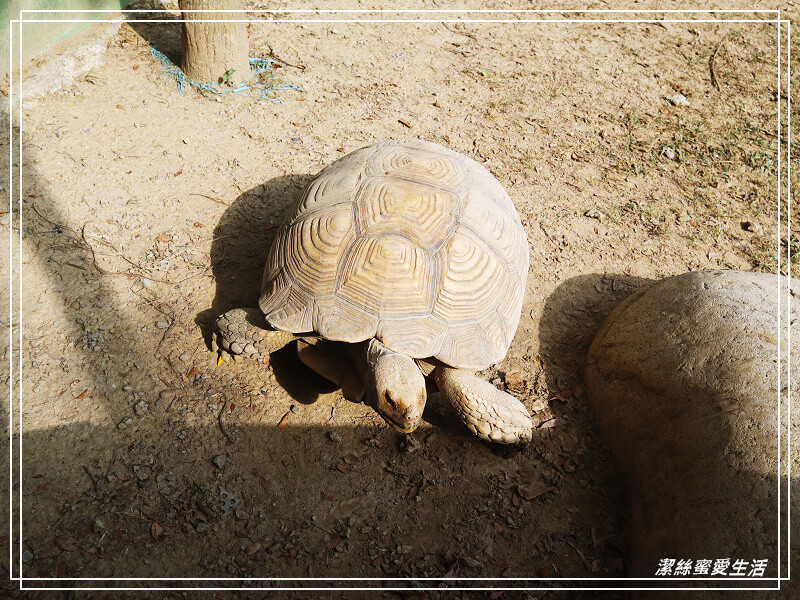 苗栗縣苑裡鎮綠意山莊-苗栗苑裡/住宿遊玩兩相宜~歐日風x童話小屋.好好拍親子景點
