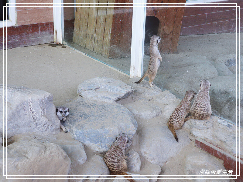 嘉義縣民雄鄉三隻小豬觀光農場-嘉義民雄/少少門票大大玩樂!超多動物x遊樂區xDIY~欲罷不能的童話世界